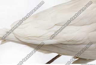 feathers stork 0004